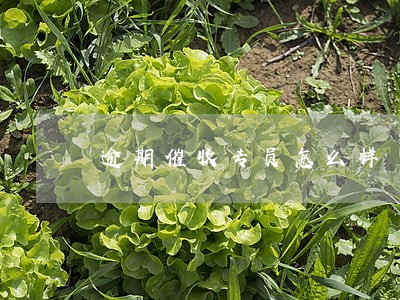 逾期催收专员怎么样