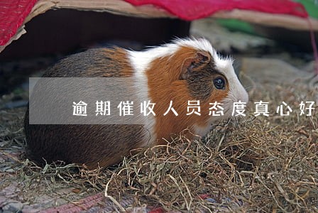 逾期催收人员态度真心好 逾期催收人员态度真心好