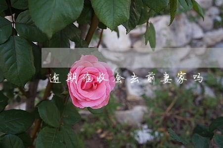 逾期催收会去前妻家吗 逾期催收会去前妻家吗