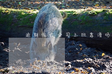 逾期催收公司上班靠谱吗 逾期催收公司上班靠谱吗