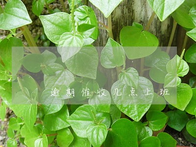 逾期催收几点上班 逾期催收几点上班