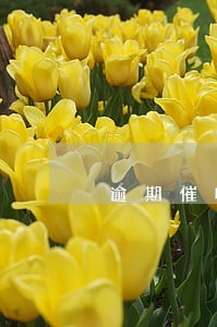 逾期催收函模板英语 逾期催收函模板英语