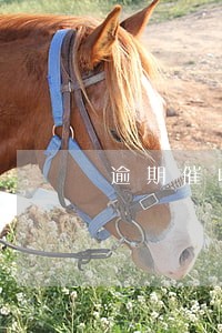逾期催收函范本 逾期催收函范本