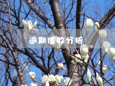 逾期催收分析 逾期催收分析