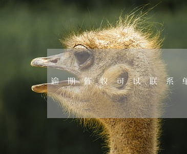 逾期催收可以联系单位吗 逾期催收可以联系单位吗