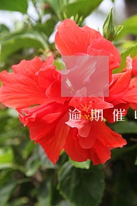 逾期催收告知函范本 逾期催收告知函范本