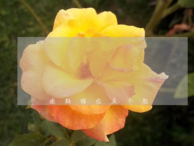 逾期催收员不能 逾期催收员不能