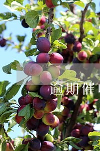 逾期催收培训ppt