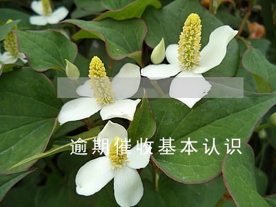 逾期催收基本认识