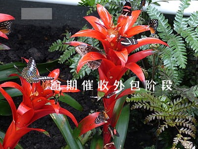 逾期催收外包阶段 逾期催收外包阶段