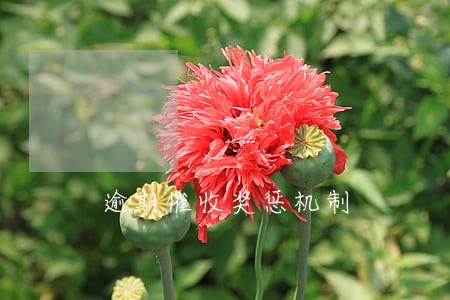 逾期催收奖惩机制 逾期催收奖惩机制