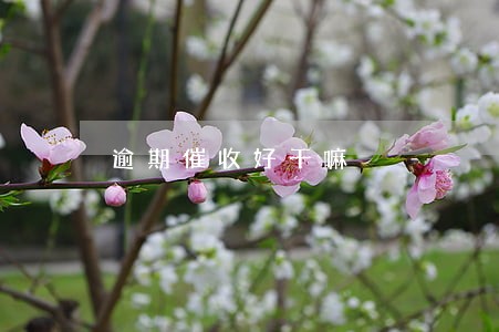 逾期催收好干嘛 逾期催收好干嘛