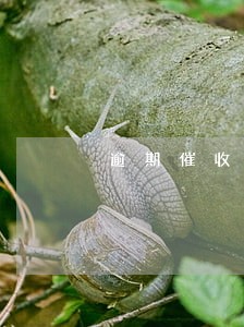 逾期催收委外投标书 逾期催收委外投标书