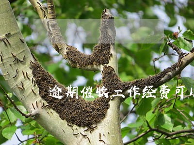 逾期催收工作经费可以吃饭吗 逾期催收工作经费可以吃饭吗