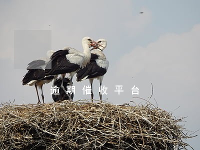 逾期催收平台 逾期催收平台