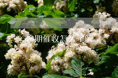 逾期催收怎么了解 逾期催收怎么了解