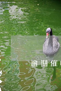 逾期催收怎么处理