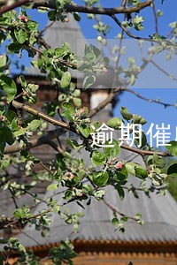 逾期催收打到家里了 逾期催收打到家里了