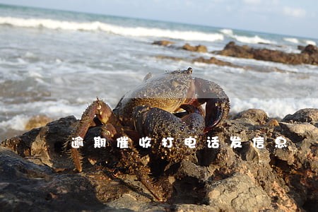 逾期催收打电话发信息 逾期催收打电话发信息