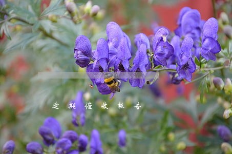 逾期催收报告 逾期催收报告
