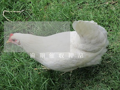 逾期催收押品 逾期催收押品