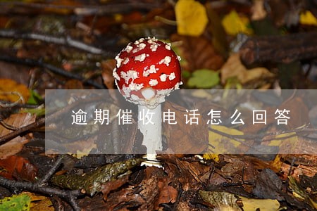 逾期催收电话怎么回答 逾期催收电话怎么回答