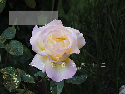 逾期催收第四十三 逾期催收第四十三