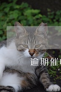 逾期催收第四十五期开奖结果 逾期催收第四十五期开奖结果