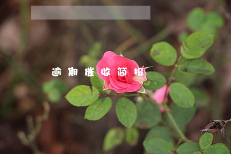 逾期催收简报 逾期催收简报