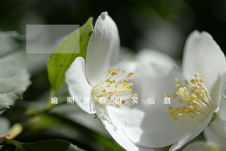 逾期催收群发信息 逾期催收群发信息