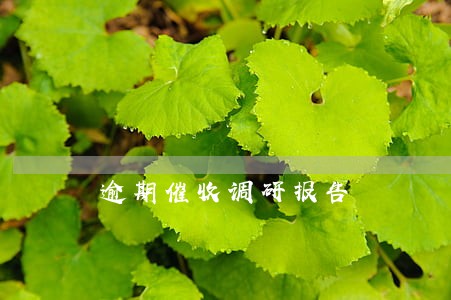 逾期催收调研报告