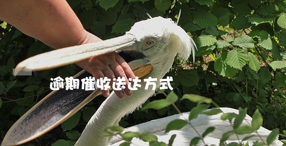 逾期催收送达方式 逾期催收送达方式