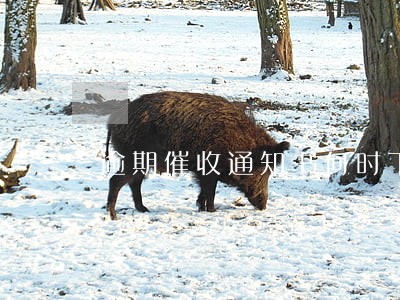 逾期催收通知书何时下 逾期催收通知书何时下