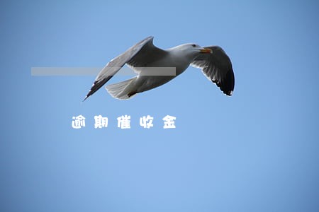 逾期催收金 逾期催收金