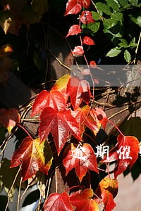 逾期催收长效机制