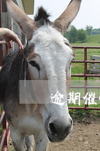 逾期催收骚扰单位怎么投诉