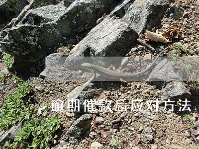 逾期催款后应对方法 逾期催款后应对方法
