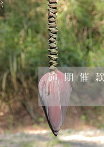 逾期催款怎么处理 逾期催款怎么处理