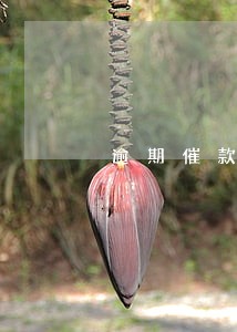 逾期催款怎么知道家人电话 逾期催款怎么知道家人电话