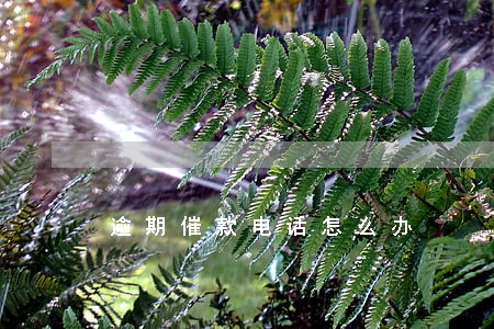 逾期催款电话怎么办 逾期催款电话怎么办
