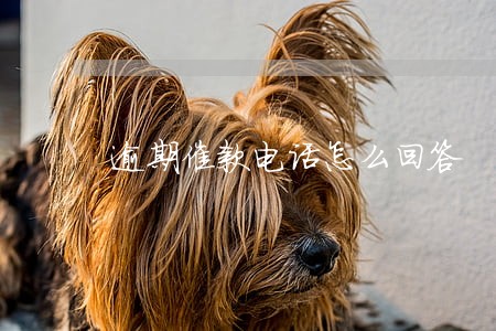 逾期催款电话怎么回答