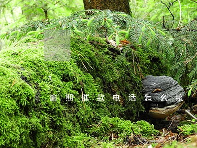 逾期催款电话怎么接 逾期催款电话怎么接