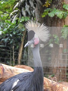 逾期催款电话技巧