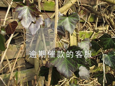 逾期催款的客服
