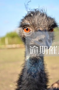 逾期催款的话术