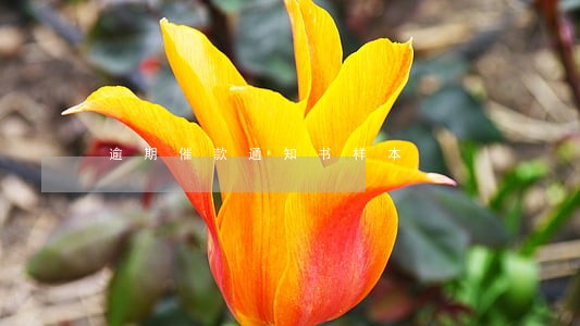 逾期催款通知书样本