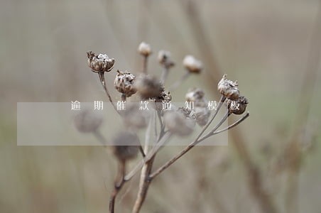 逾期催款通知模板
