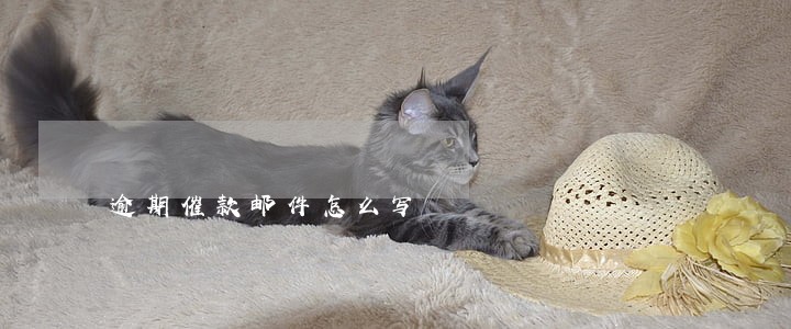 逾期催款邮件怎么写