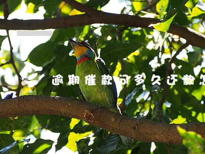 逾期催款问多久还款怎么回答
