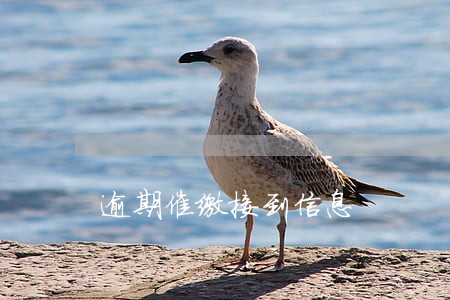 逾期催缴接到信息 逾期催缴接到信息